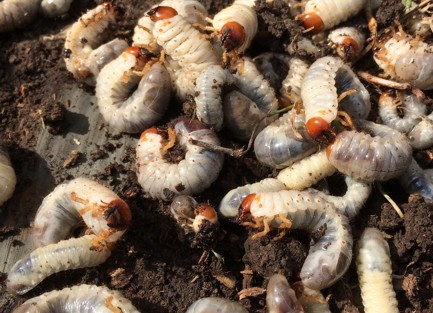 Schädlingsüberträger Made - mit Mülltonnenreinigung bekämpfen